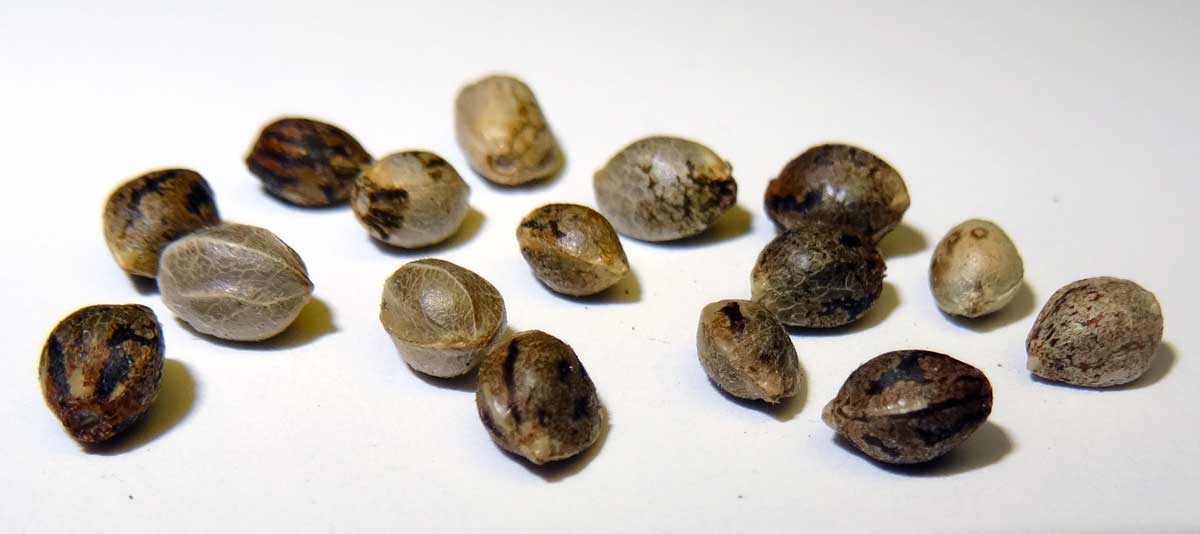 How To Identify Female Seeds | Our Guide To Feminized Seeds | The Seed Fair
