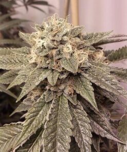 Fire OG Feminized Cannabis Seeds | Fire OG Strain | The Seed Fair