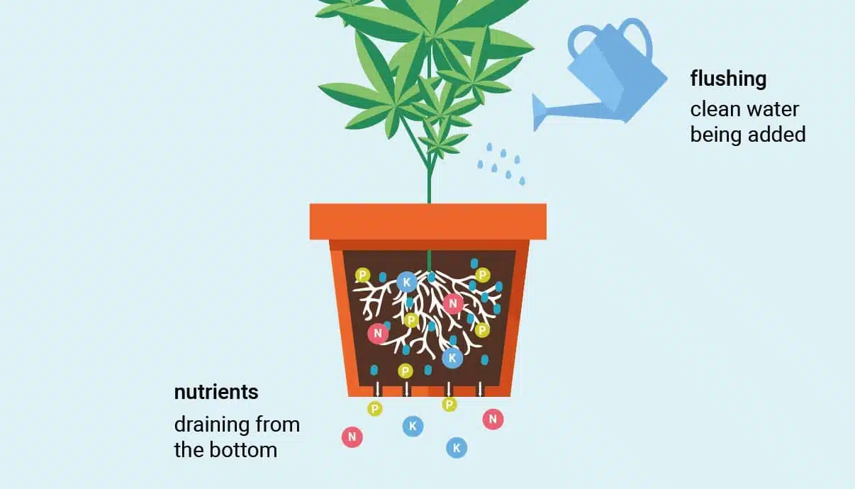 Flushing Marijuana | Our Guide On How And When To Flush | The Seed Fair | The Seed Fair Flushing Marijuana | Our Guide On How And When To Flush | The Seed Fair
