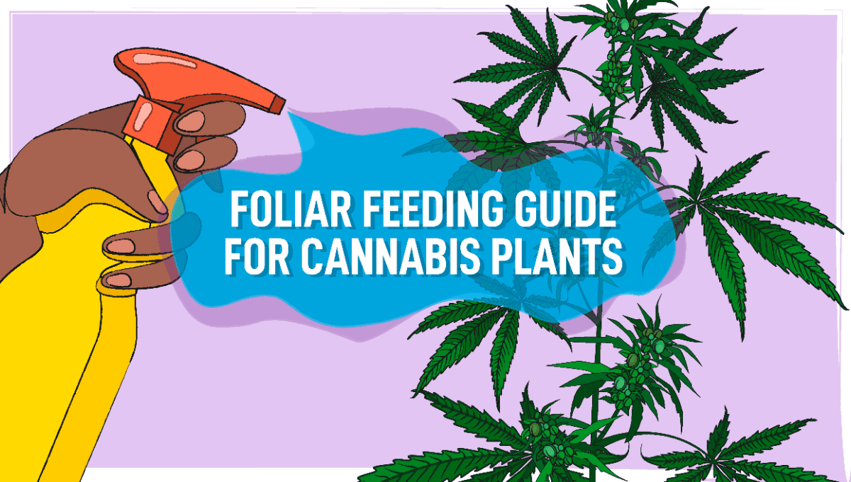 Our Guide On Foliar Spray For Weed | Growing Tips | The Seed Fair