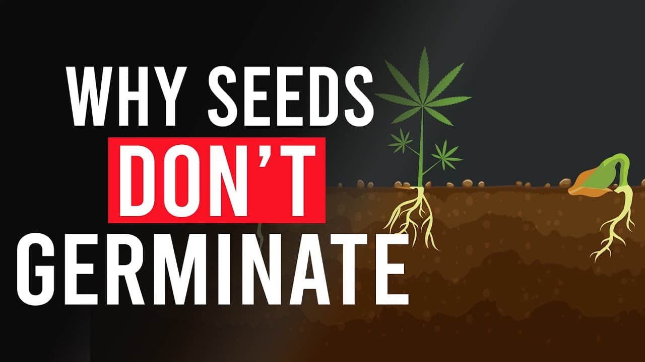 My Cannabis Seeds Won't Germinate | Our Tips And Tricks | The Seed Fair