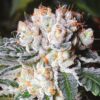 Gorilla Glue Lemon Feminized Cannabis Seeds | Gorilla Glue Strain | The Seed Fair