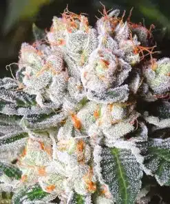 Gorilla Glue Lemon Feminized Cannabis Seeds | Gorilla Glue Strain | The Seed Fair