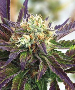 Grape Killer 99 Feminized Cannabis Seeds | Grape Killer Seeds | The Seed Fair