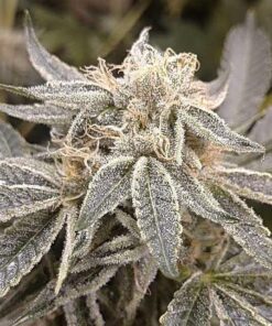 Hellfire OG Feminized Cannabis Seeds | Hellfire OG Strain | The Seed Fair