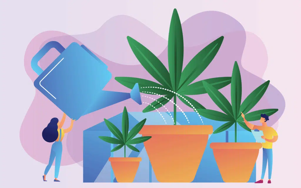 Our Best Strains For Hot And Humid Climates | Our Guide On Growing | The Seed Fair