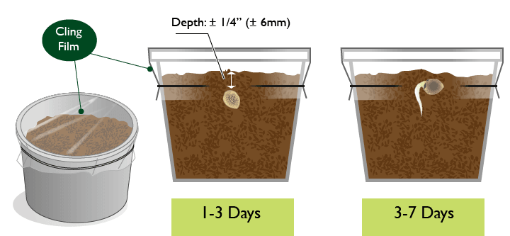 How To Plant Seeds After Germination | Our Guide On Growing | The Seed Fair