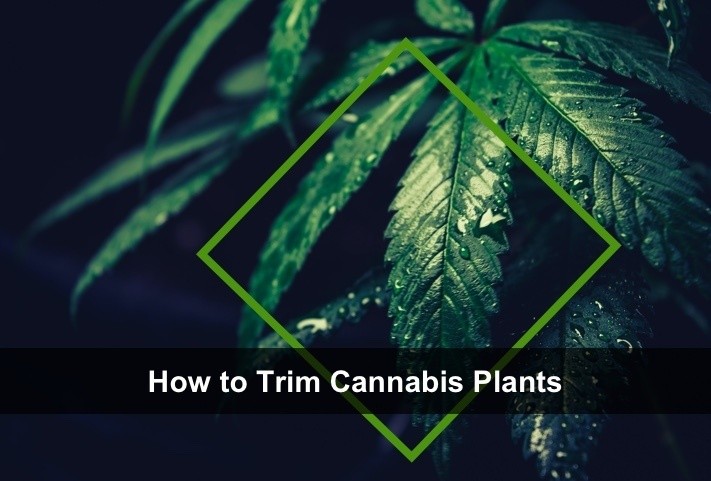 Our Guide On How To Trim Pot Plants | Growing Tips | The Seed Fair