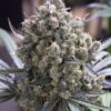 Humboldt Feminized Cannabis Seeds | Humboldt Strain | The Seed Fair