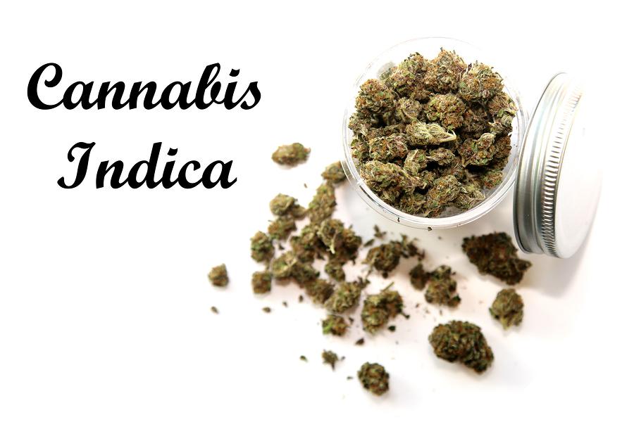 What Are The Best Indica Strains For Growing | Our Guide On Indica | The Seed Fair