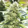 Lemon Diesel Feminized Cannabis Seeds | Lemon Diesel Strain | The Seed Fair