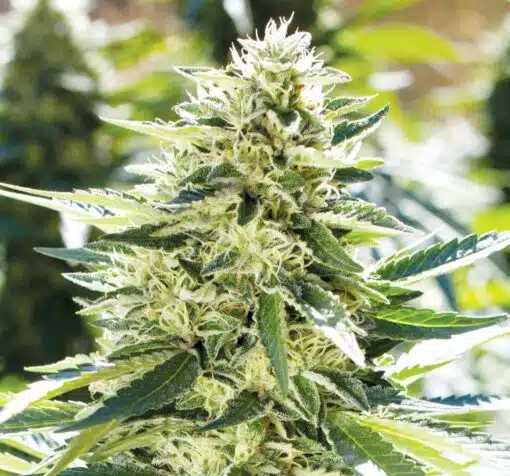 Lemon Diesel Feminized Cannabis Seeds | Lemon Diesel Strain | The Seed Fair