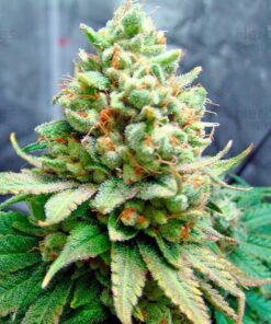 Lemon Garlic OG Feminized Cannabis Seeds | Lemon Garlic Strain | The Seed Fair