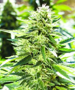 Lemon Haze Diesel Feminized Cannabis Seeds | Lemon Haze Strain | The Seed Fair