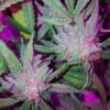 LSD Feminized Cannabis Seeds | LSD Feminized Strain | The Seed Fair