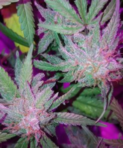 LSD Feminized Cannabis Seeds | LSD Feminized Strain | The Seed Fair