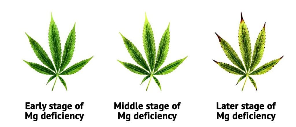 Our Guide On Magnesium Deficiency Weed | Troubleshooting | The Seed Fair