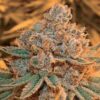 Maple Leaf Feminized Cannabis Seeds | Maple Leaf Strain | The Seed Fair