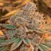 Maple Leaf Feminized Cannabis Seeds | Maple Leaf Strain | The Seed Fair
