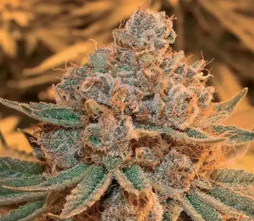 Maple Leaf Feminized Cannabis Seeds | Maple Leaf Strain | The Seed Fair