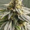 Maracuya Feminized Cannabis Seeds | Maracuya Feminized Strain | The Seed Fair