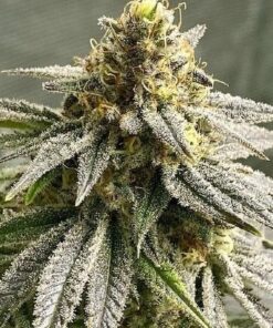 Maracuya Feminized Cannabis Seeds | Maracuya Feminized Strain | The Seed Fair