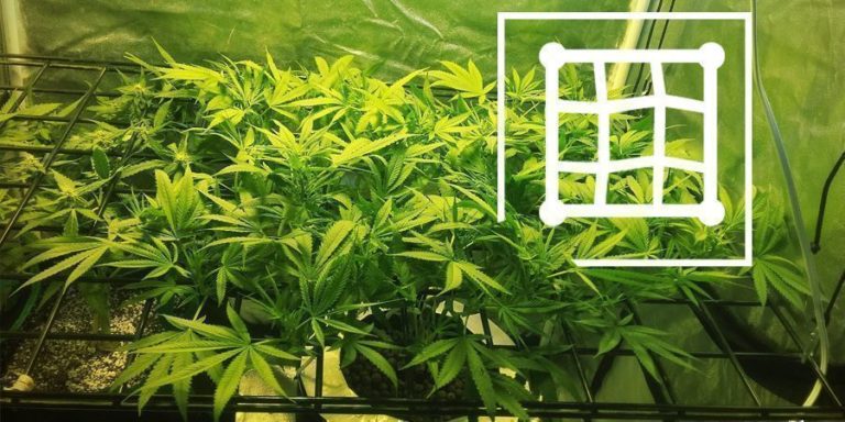 How Much Bud Does One Cannabis Plant Yield?