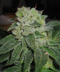 Mk Ultra Feminized Cannabis Seeds | MK Ultra Strain | The Seed Fair