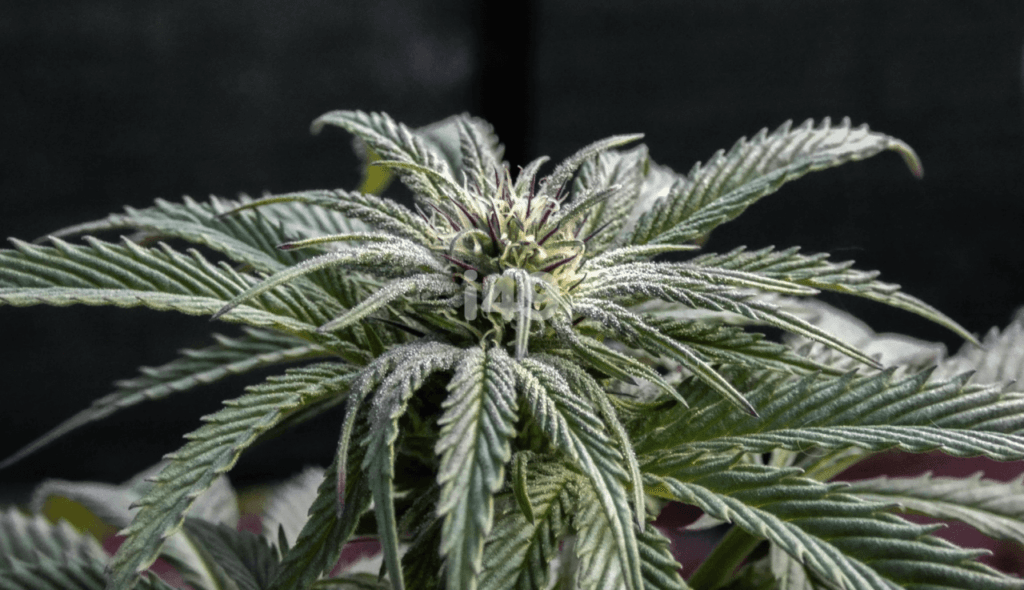 How To Cure Mold On Buds While Drying | Our Growing Guide | The Seed Fair