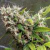 Neville's Haze Feminized Cannabis Seeds | Nevilles Haze Strain | The Seed Fair