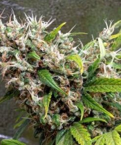 Neville's Haze Feminized Cannabis Seeds | Nevilles Haze Strain | The Seed Fair