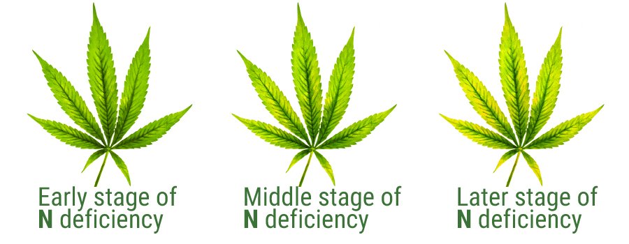 Nitrogen Deficiency During Flowering | How To Deal With It In Cannabis | The Seed Fair