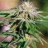 Northern Critical Feminized Cannabis Seeds | Northern Critical Strain | The Seed Fair