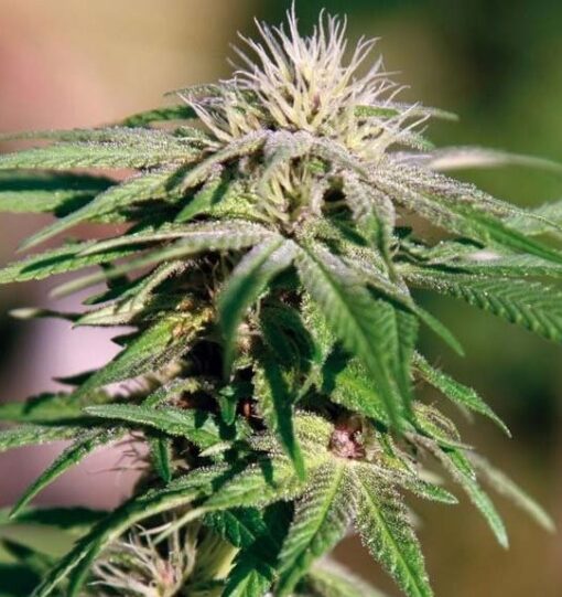 Northern Critical Feminized Cannabis Seeds | Northern Critical Strain | The Seed Fair