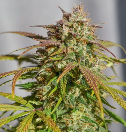 Orange Bud Feminized Cannabis Seeds | Orange Bud Strain | The Seed Fair