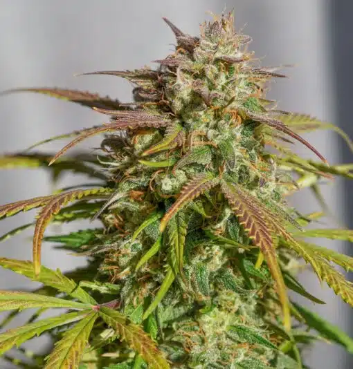 Orange Bud Feminized Cannabis Seeds | Orange Bud Strain | The Seed Fair