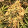 Orange Skunk Feminized Cannabis Seeds | Orange Skunk Strain | The Seed Fair