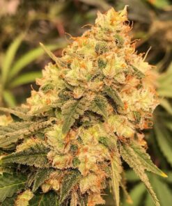 Orange Skunk Feminized Cannabis Seeds | Orange Skunk Strain | The Seed Fair