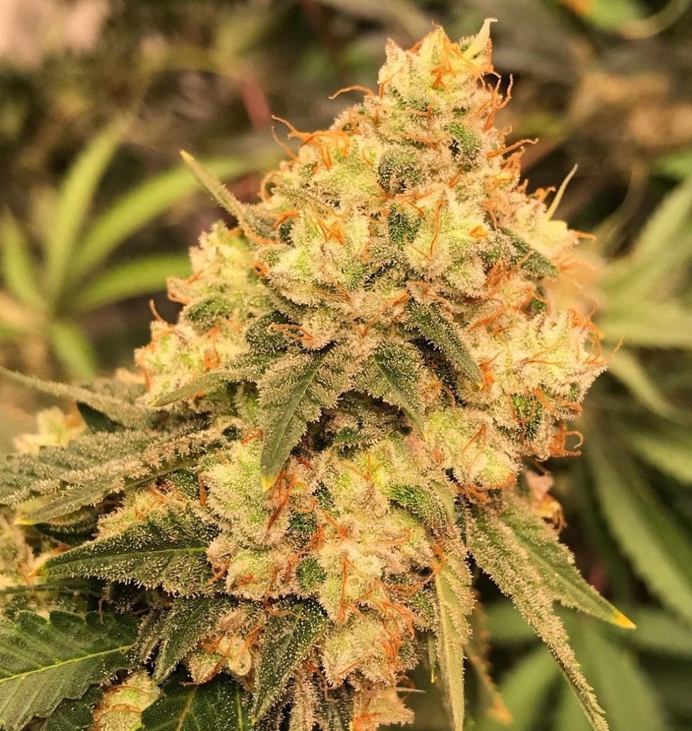 Orange Skunk Feminized Seeds | The Seed Fair