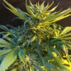 Oregon Underdawg Feminized Cannabis Seeds | Oregon Underdawg | The Seed Fair