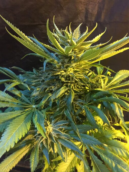 Oregon Underdawg Feminized Cannabis Seeds | Oregon Underdawg | The Seed Fair