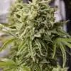 Original Cheese Feminized Cannabis Seeds | Original Cheese Strain | The Seed Fair
