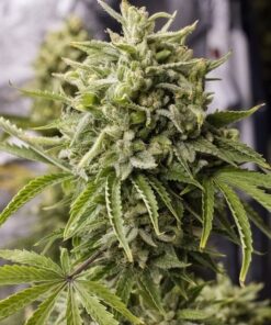 Original Cheese Feminized Cannabis Seeds | Original Cheese Strain | The Seed Fair