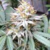 Original Lemon Pie Feminized Cannabis Seeds | Original Lemon Pie Strain | The Seed Fair