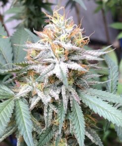 Original Lemon Pie Feminized Cannabis Seeds | Original Lemon Pie Strain | The Seed Fair