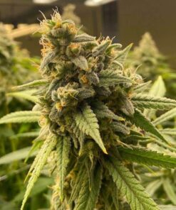 Pineapple Haze Feminized Cannabis Seeds | Pineapple Haze Strain | The Seed Fair