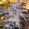 Platinum Cookies Feminized Cannabis Seeds | Platinum Cookies Strain | The Seed Fair
