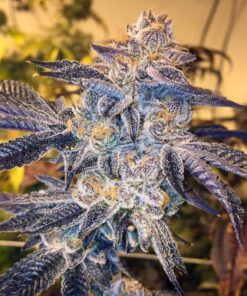 Platinum Cookies Feminized Cannabis Seeds | Platinum Cookies Strain | The Seed Fair