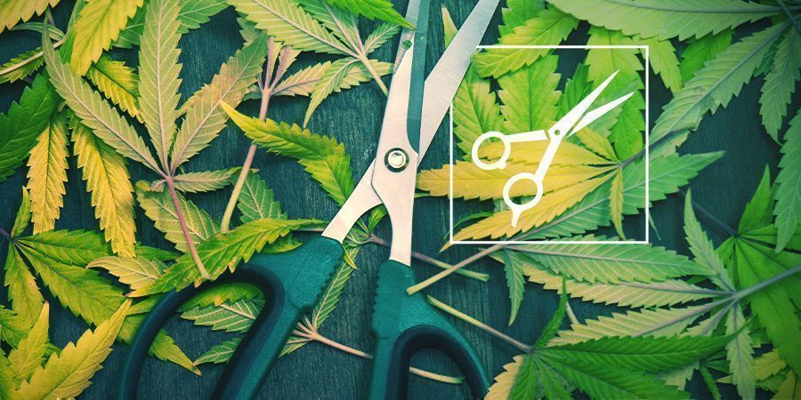 Our Guide On Pruning Cannabis Plants | Pruning Tutorial | The Seed Fair