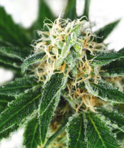 Pure Indica Feminized Cannabis Seeds | Pure Indica | The Seed Fair